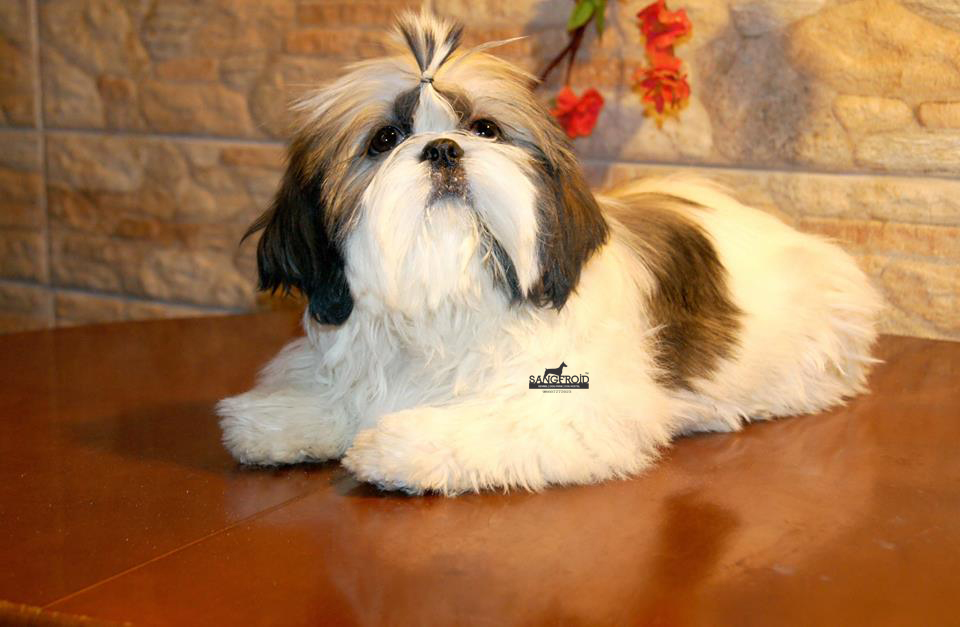Image of shih tzu posted on 2022-08-22 04:07:05 from SHIH TZU